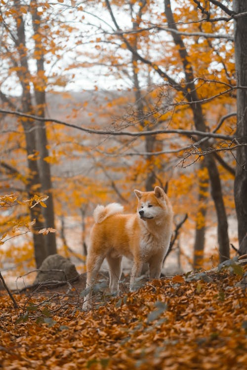 An Akita Inu Standing in the Woods