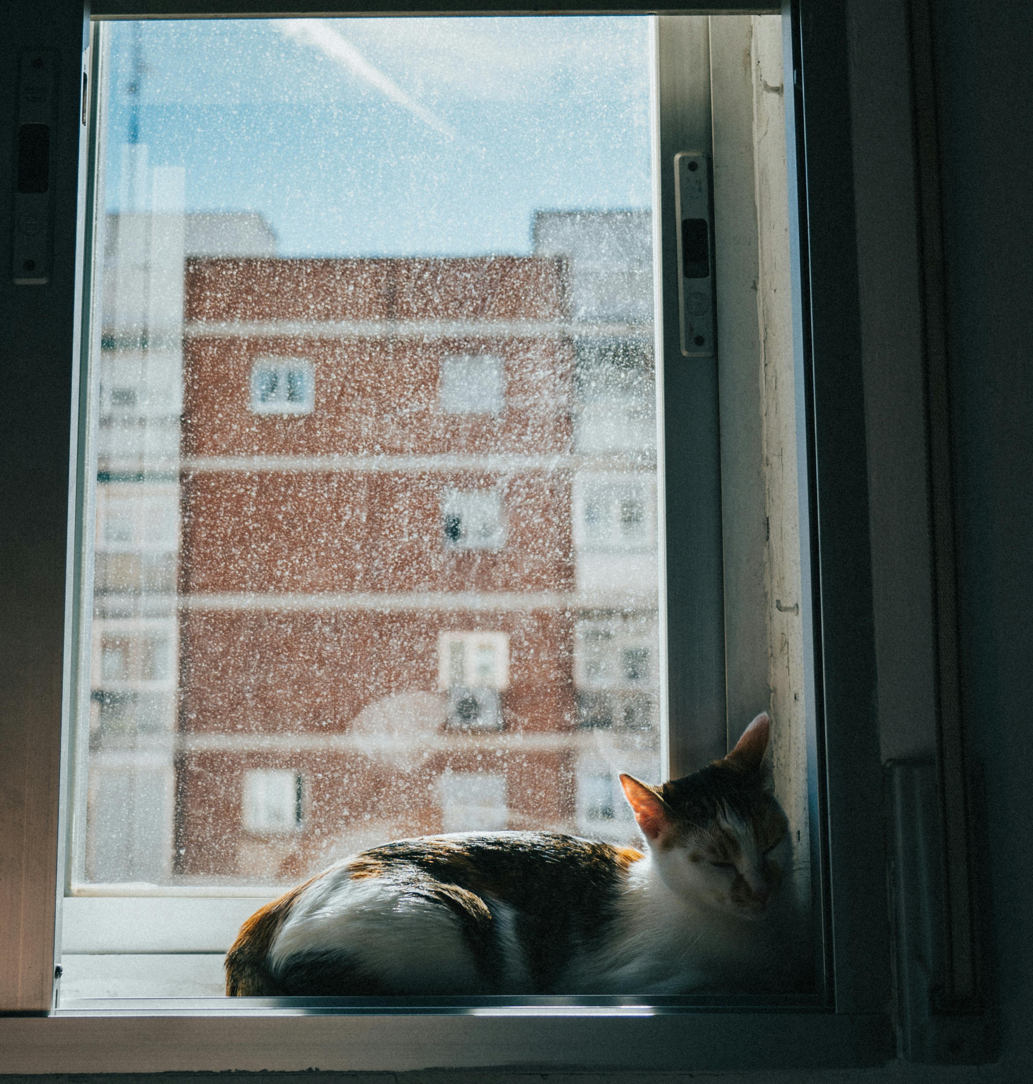 A Cat Sleeping on a Window Sill · Free Stock Photo
