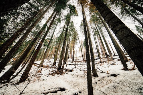 Бесплатное стоковое фото с HD-обои, деревья, зима