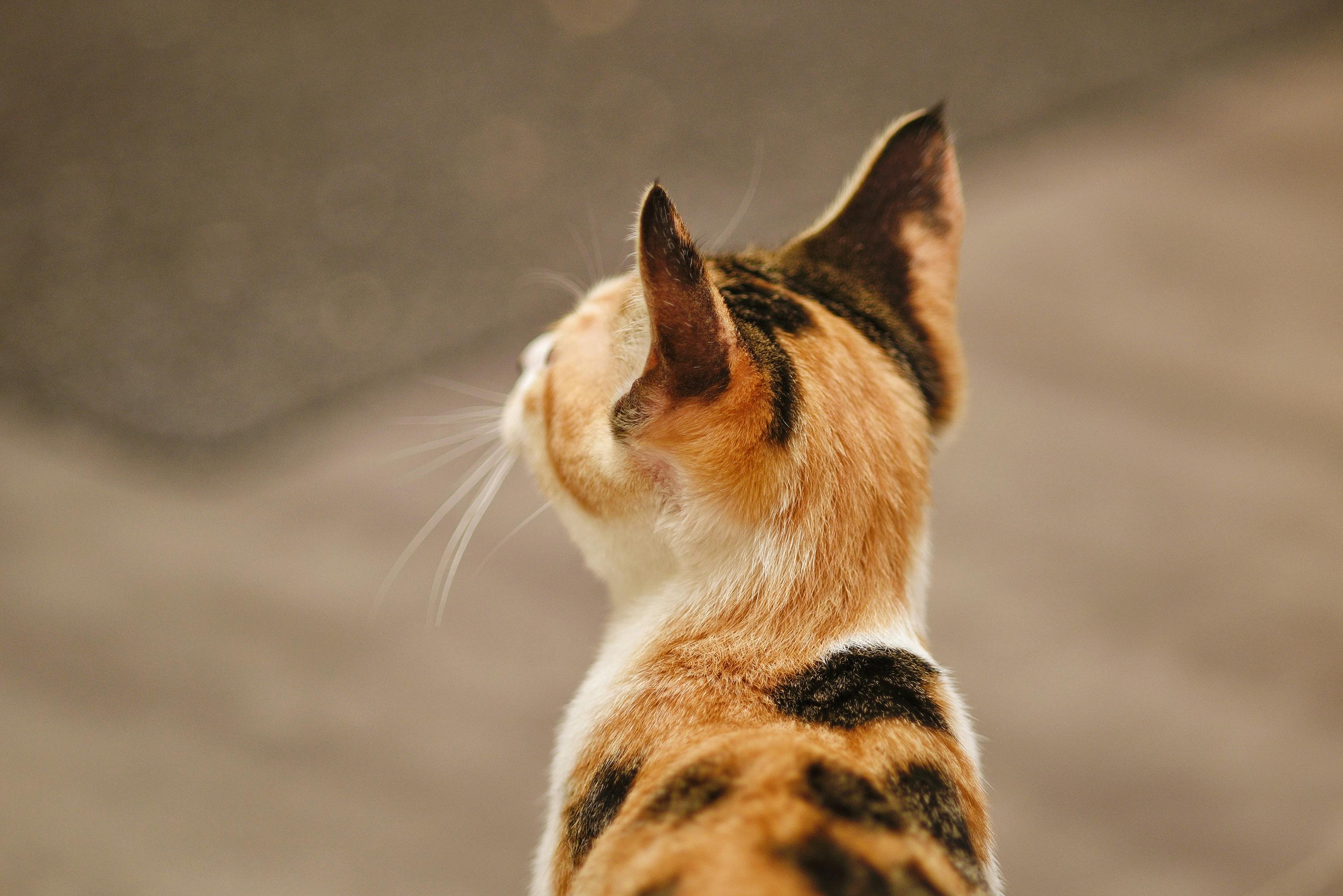 calico cat