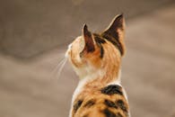 这是一张从后方拍摄的印花猫特写，重点突出了它的头部和耳朵