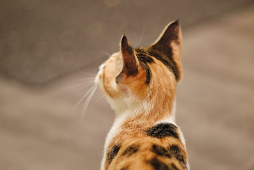 一张印花布猫的头部和耳朵特写照片，从后方拍摄