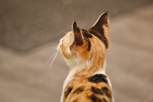 Por qué los gatos siguen a sus dueños: causas y significado del comportamiento