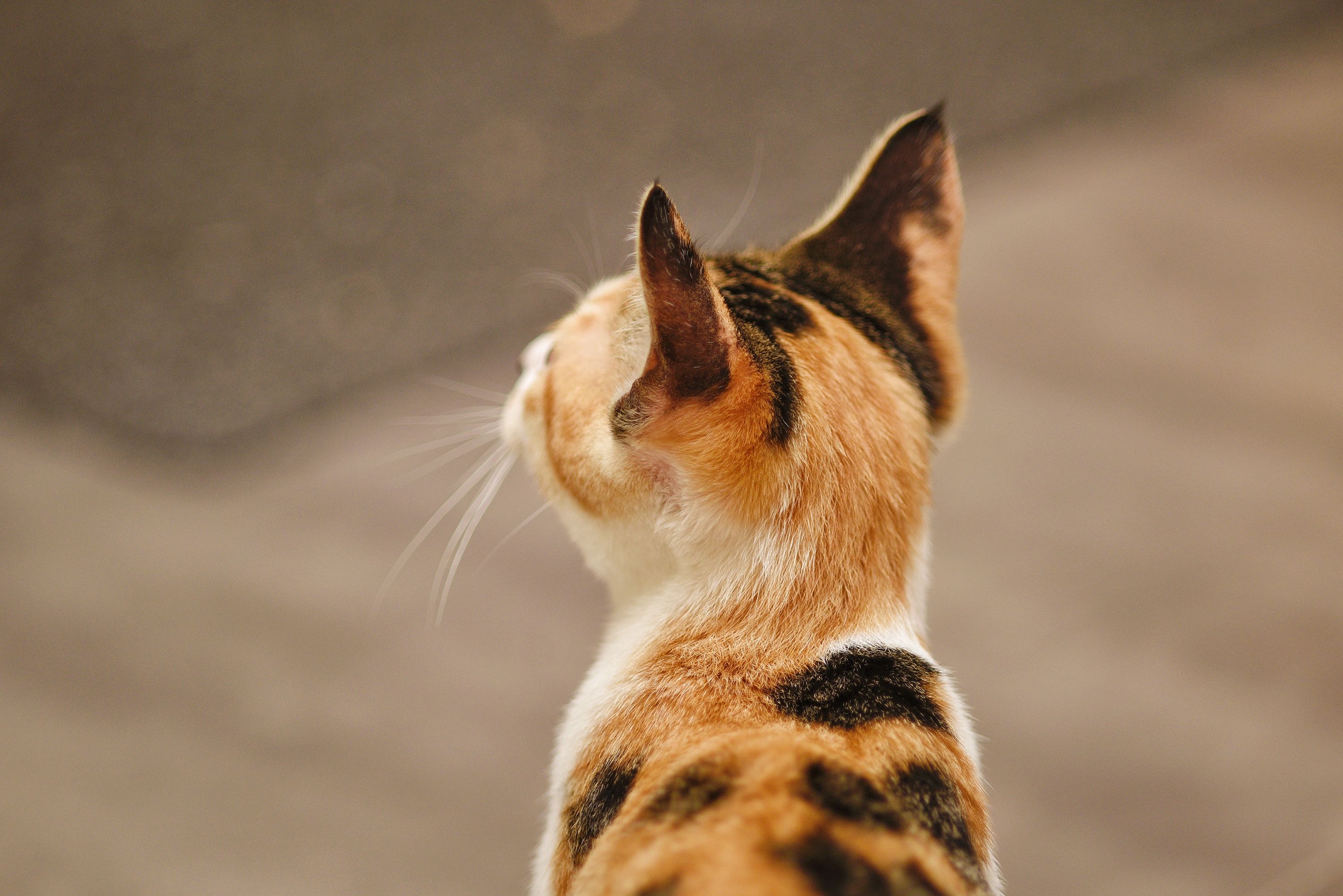 Calico Cat · Free Stock Photo