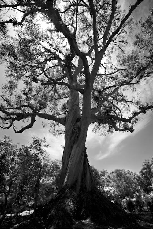 Grayscale Photo of Tall Tree