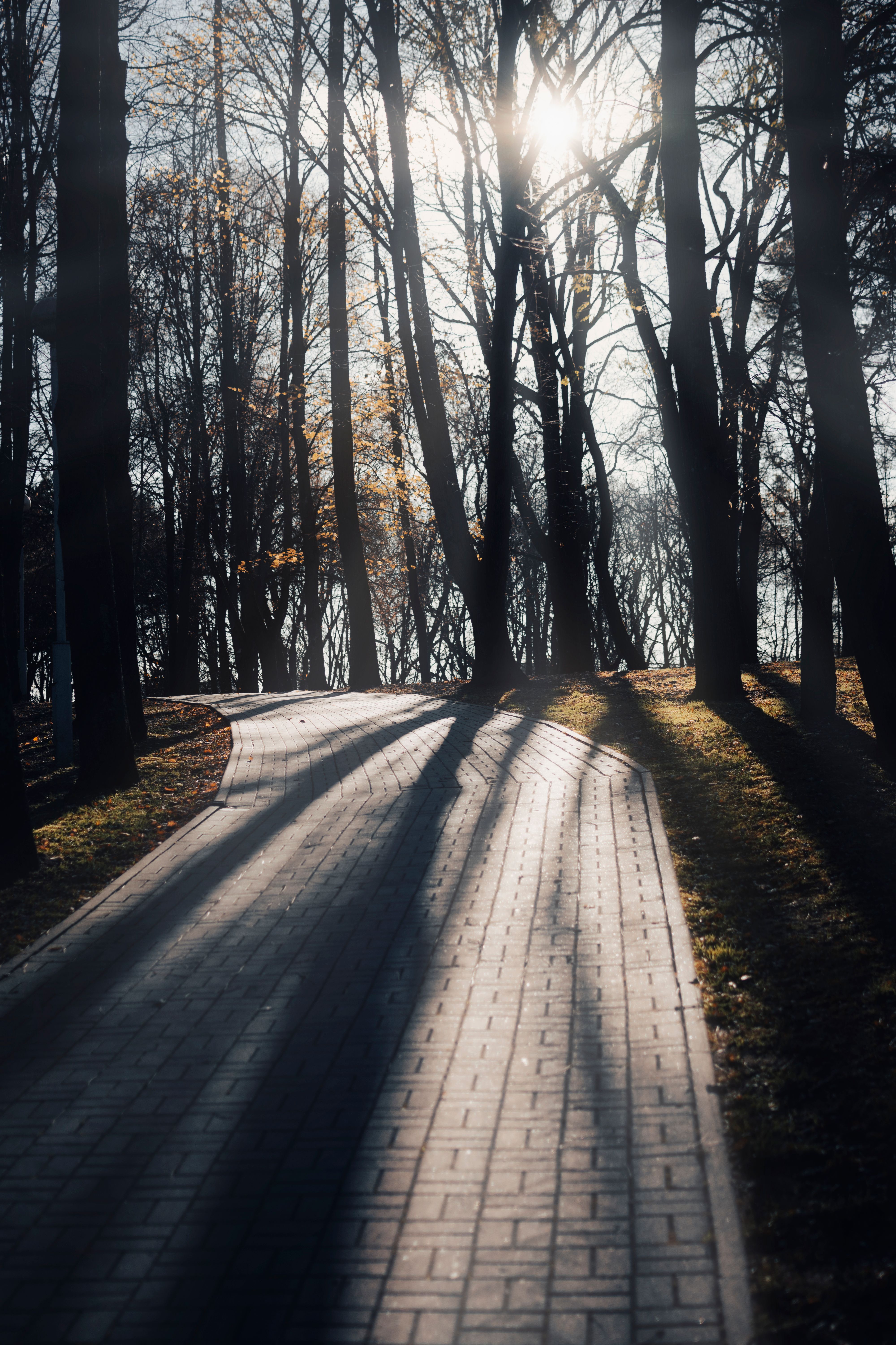 Random Photos Path Path in Park · Free Stock Photo