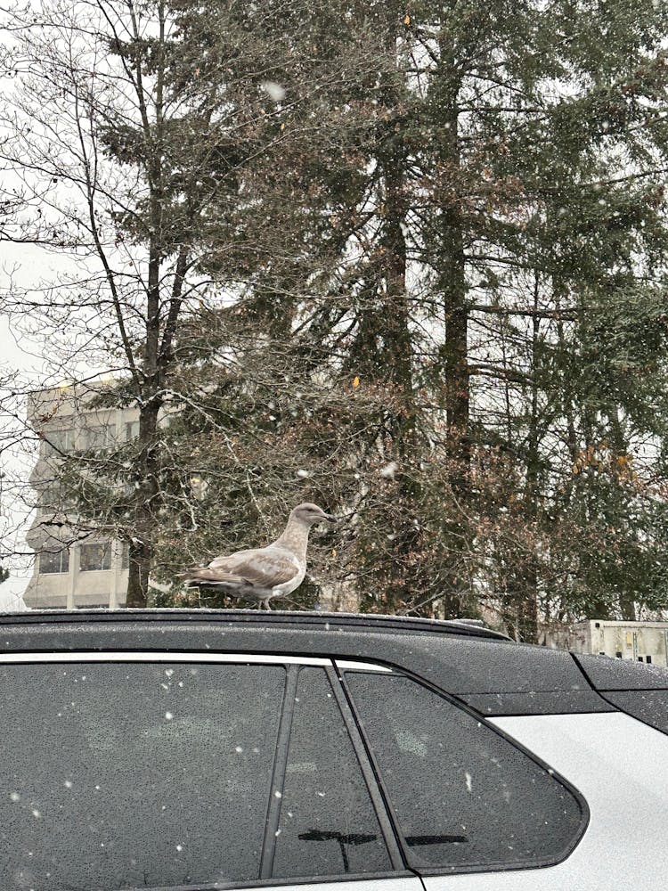 Bird On Top Of A Car