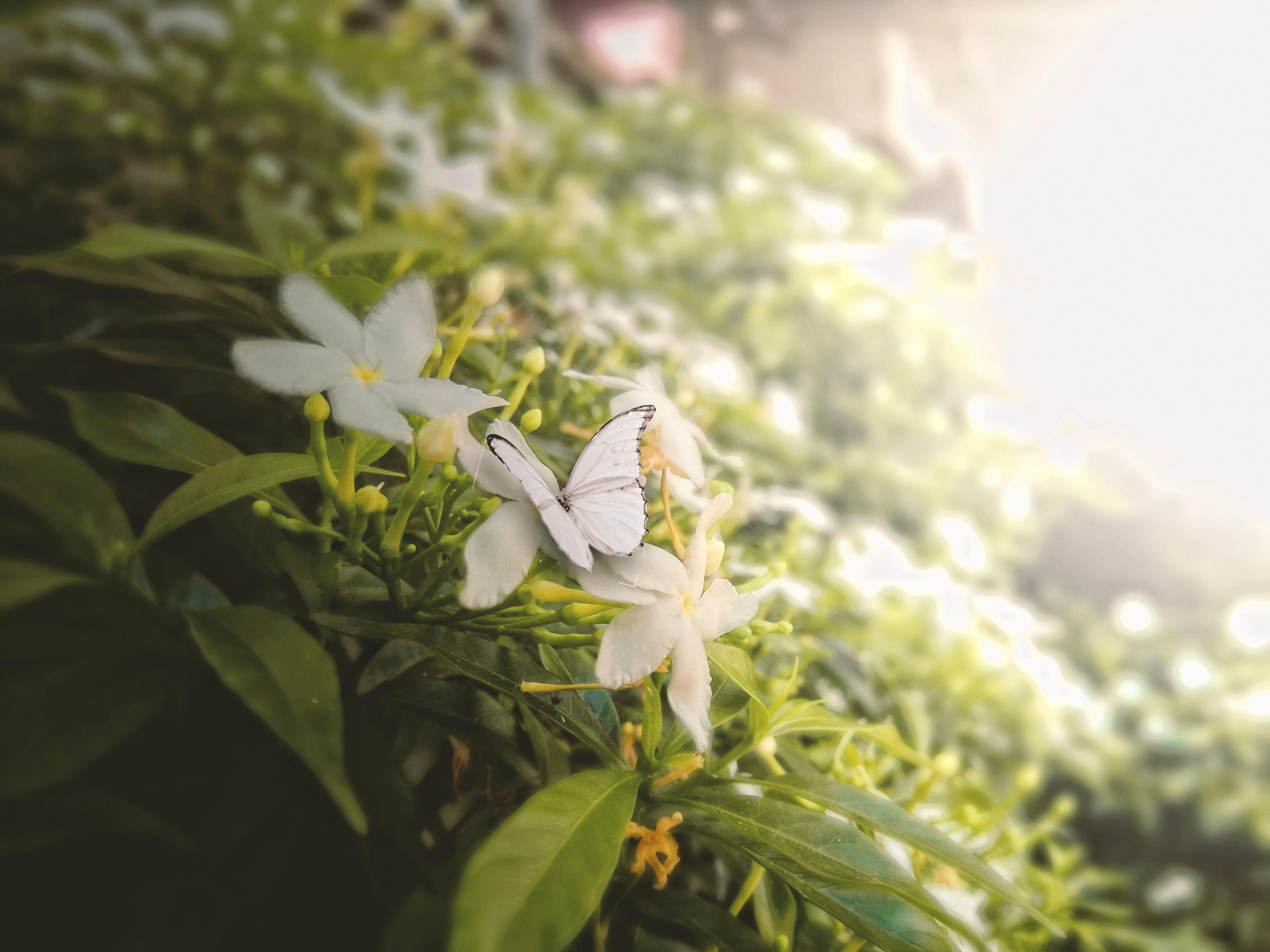 9000 Wallpaper Bunga Kupu Kupu Paling Keren 9000 Wallpaper Bunga Kupu Kupu Paling Keren
