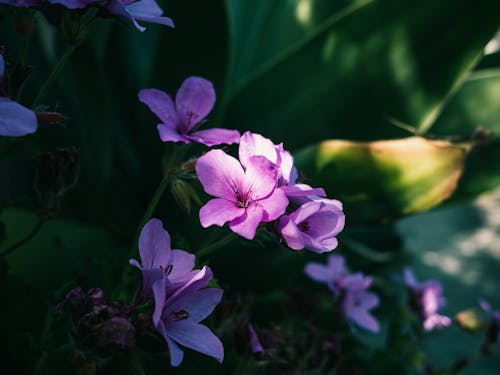 arka plan bulanık, Bahçe, çiçek fotoğrafçılığı içeren Ücretsiz stok fotoğraf
