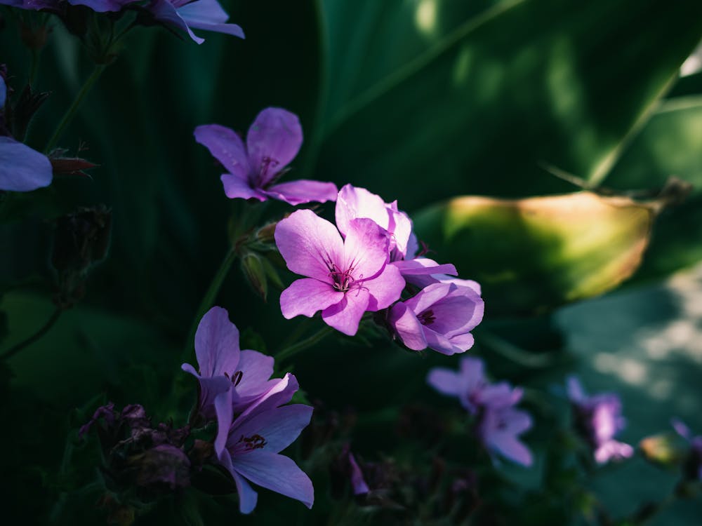 Základová fotografie zdarma na téma květinová fotografie, květiny, kvetoucí