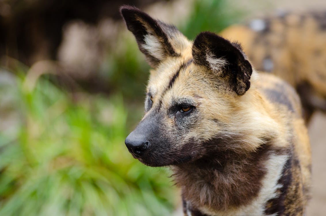 bezplatná Základová fotografie zdarma na téma africký divoký pes, čenich, chlupatý Základová fotografie