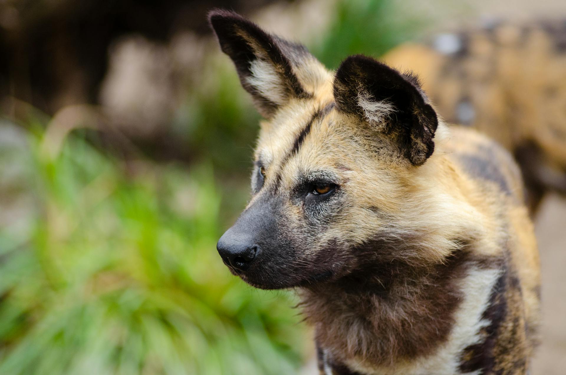 Close Up Photography of African Wild Dog