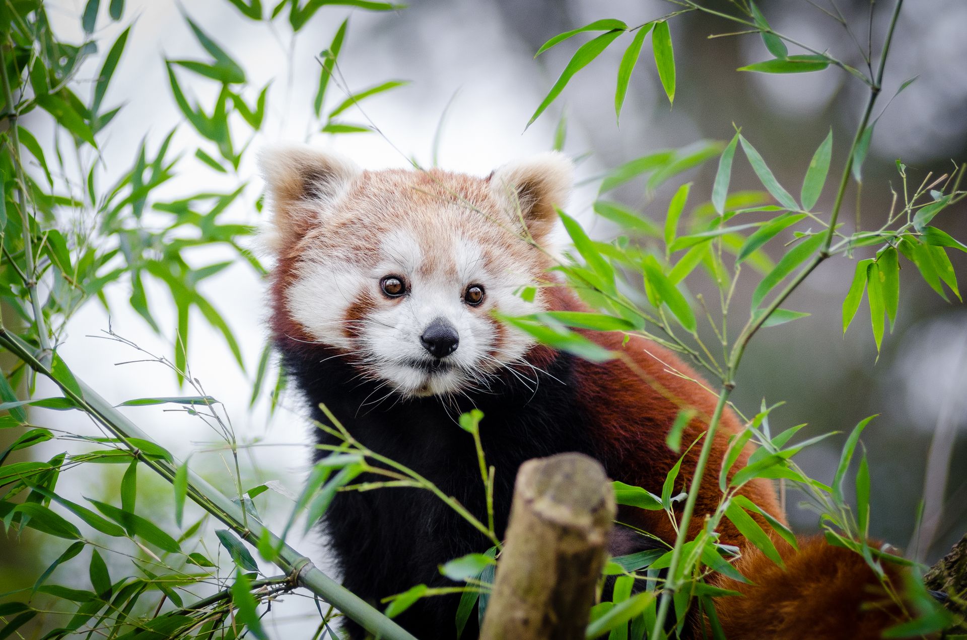 Adorable red panda among green bamboo leaves, captured in natural habitat.