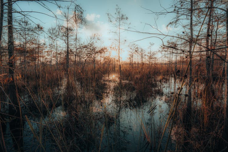 Trees Growing In Wetlands