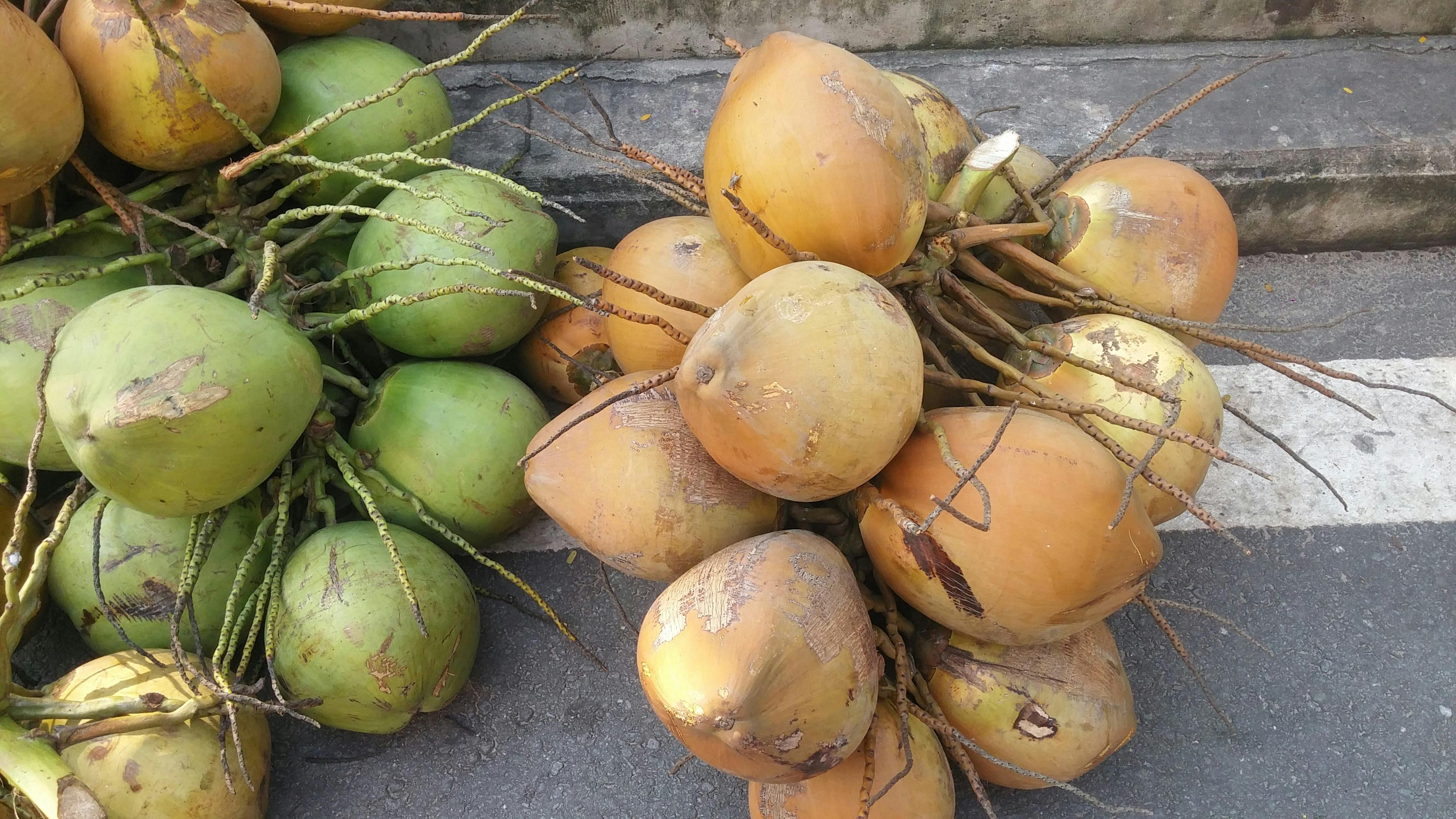 Free stock photo of coconut, coconut tree, fruit juice