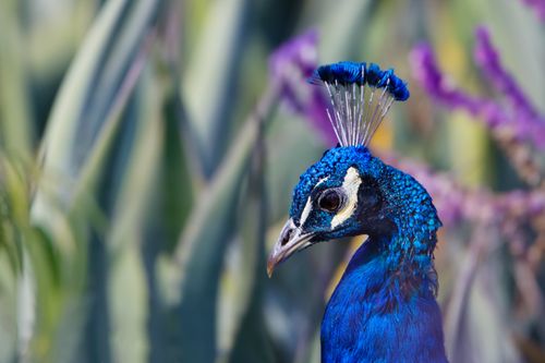 Free Vivid close-up portrait of a stunning Indian peacock highlighting its vibrant blue plumage. Stock Photo