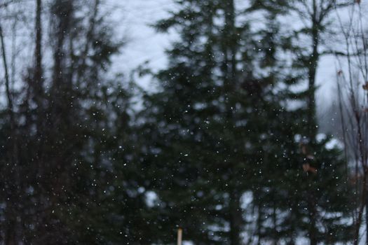 Gentle snowfall captured against a backdrop of evergreen trees in a serene winter setting.