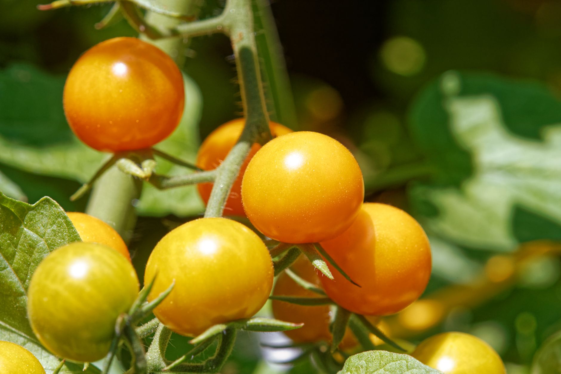 healthy tomatoes and peppers ripening in home garden raised bed sunlight