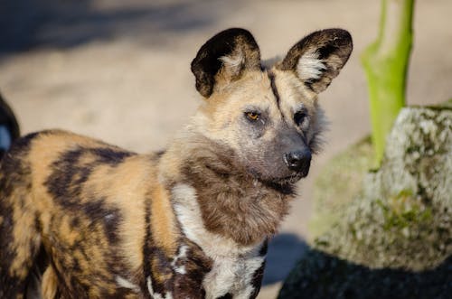 бесплатная Бесплатное стоковое фото с африканская дикая собака, взгляд, вымирающие виды Стоковое фото