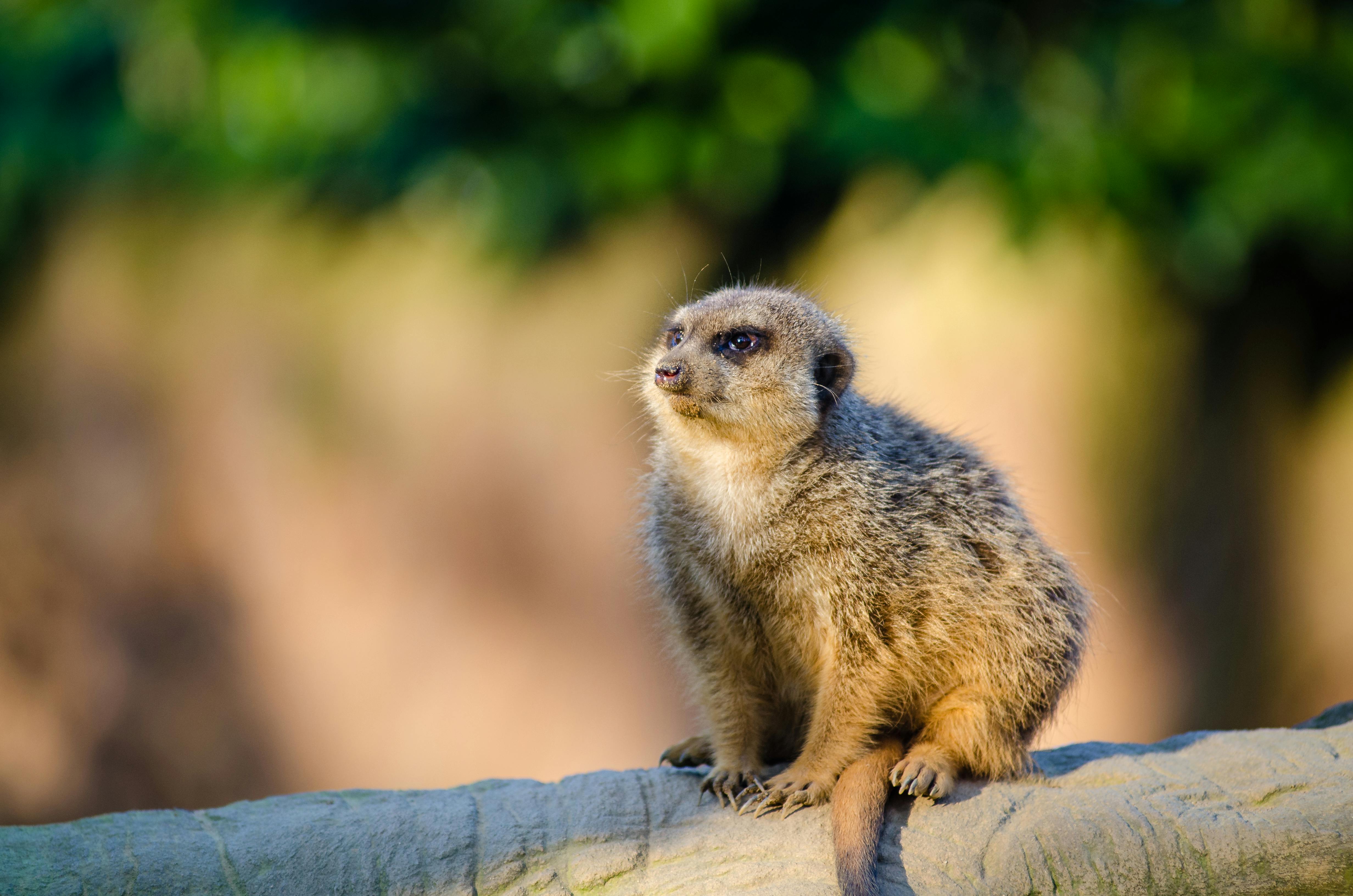 200.000+ melhores imagens de Vídeos De Animais Engraçados · Download 100%  grátis · Fotos profissionais do Pexels