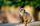 cute animal