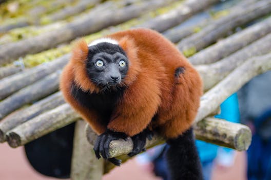Brown and Black Long Coat Small Animal Standing on Brown Wood in Close Up Photography