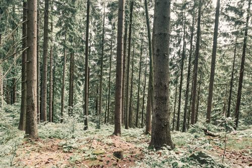 Free Tranquil view of tall trees in the lush woods of Szklarska Poręba, Poland. Stock Photo
