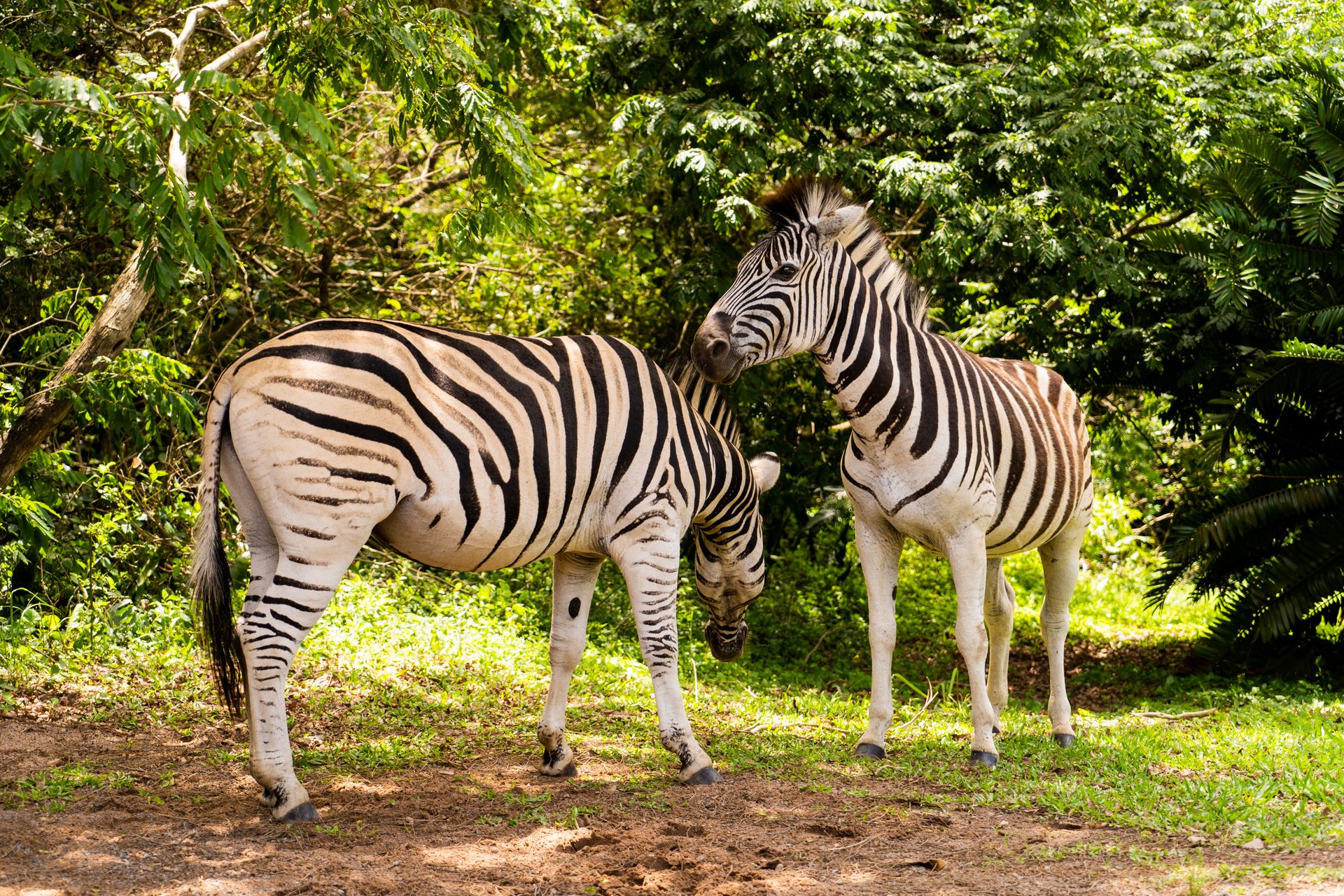 Two zebras standing gracefully in a sunny, verdant safari park.