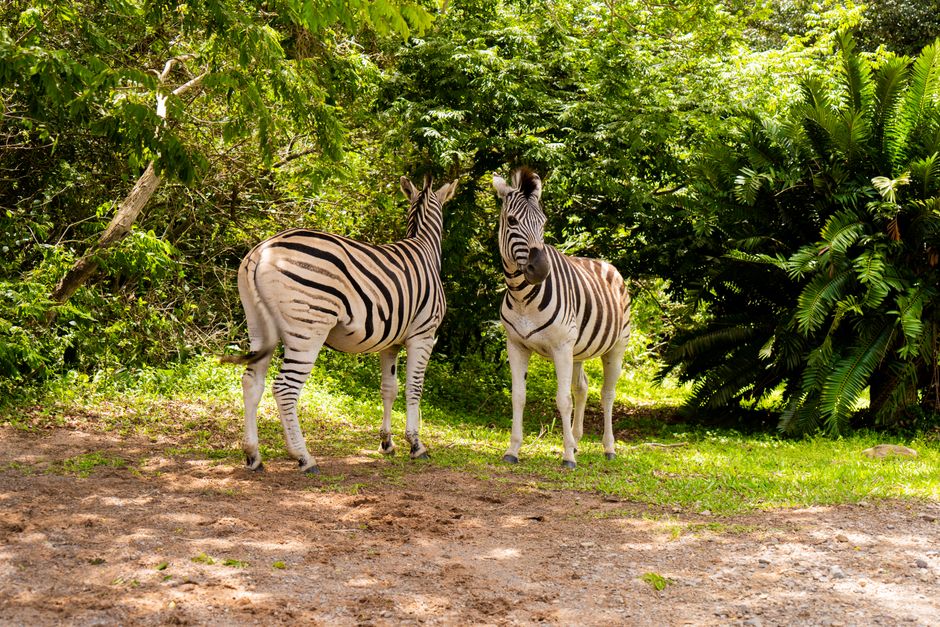 Casela Nature Parks
