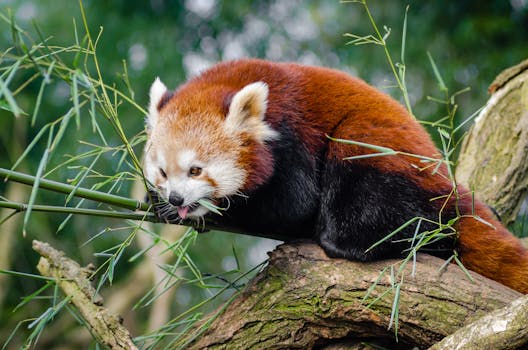 Red Panda at Daytime · Free Stock Photo