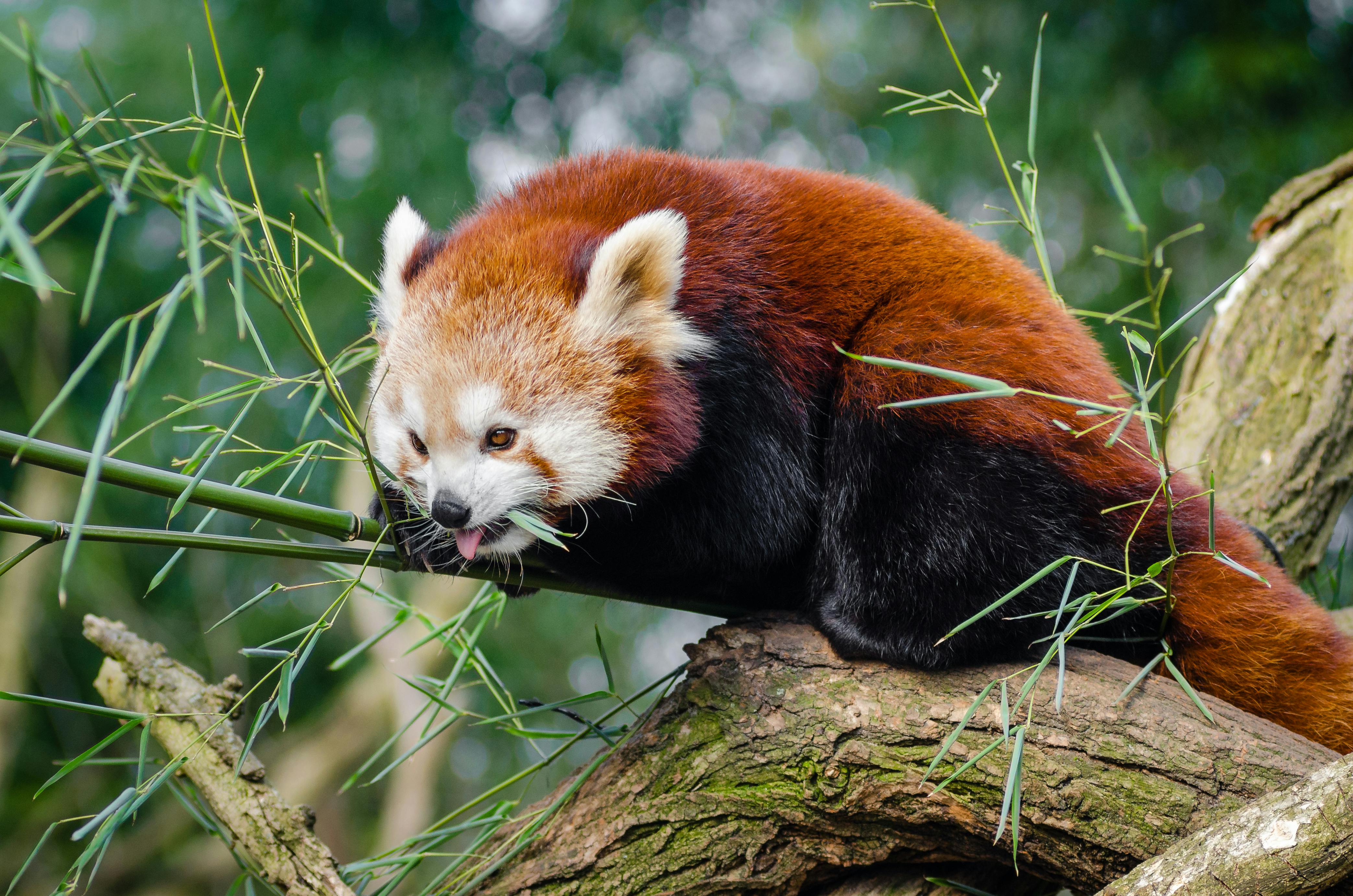 Red Panda on Bamboo Tree Branc · Free Stock Photo