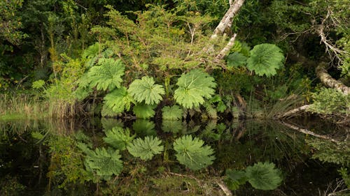 Fotobanka s bezplatnými fotkami na tému jazierko, príroda, prostredie