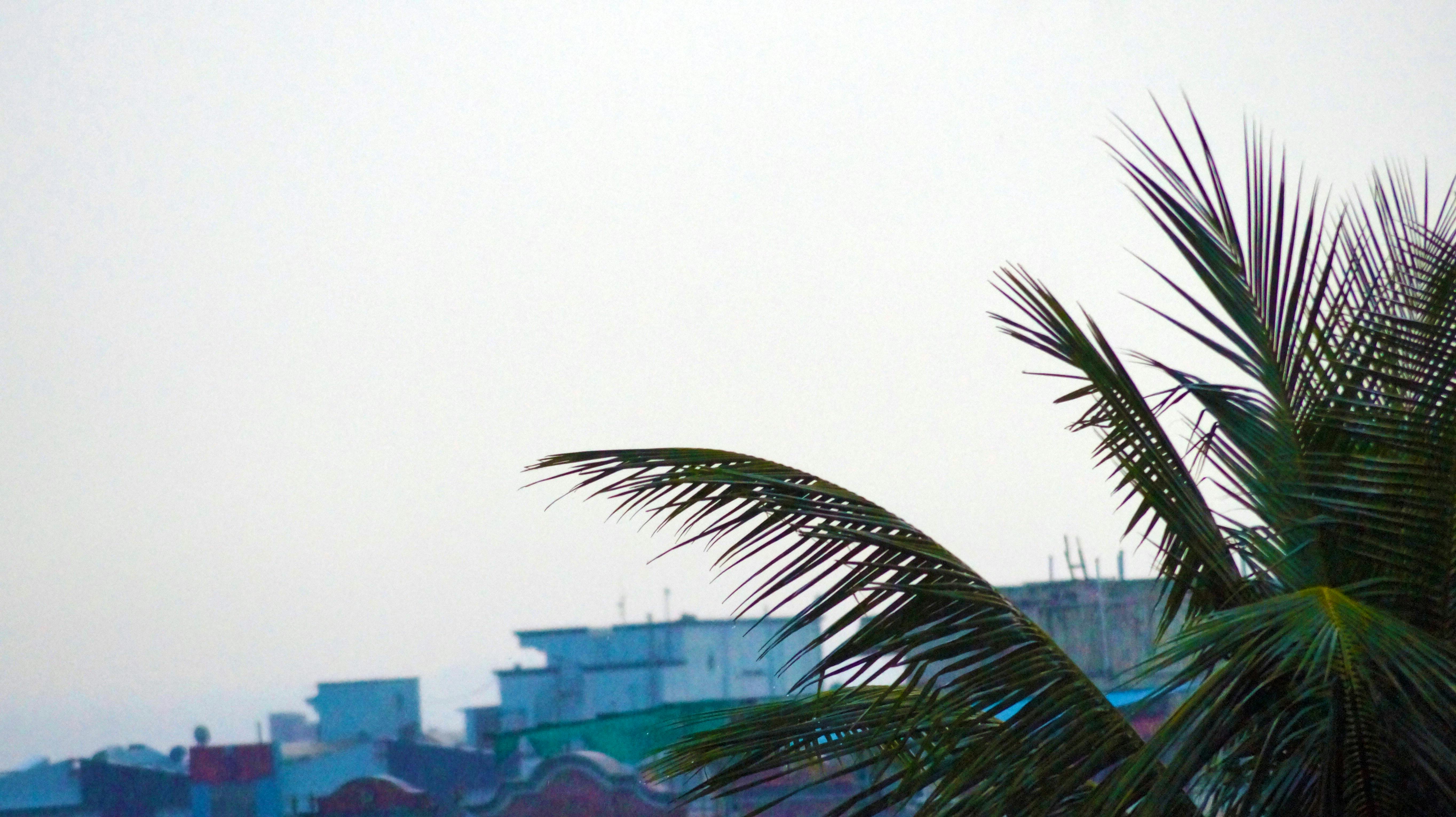 Free stock photo of after the rain, coconut tree, rain and tree