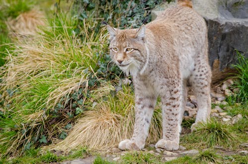 Free Lynx on Green Grass during Daytime Stock Photo