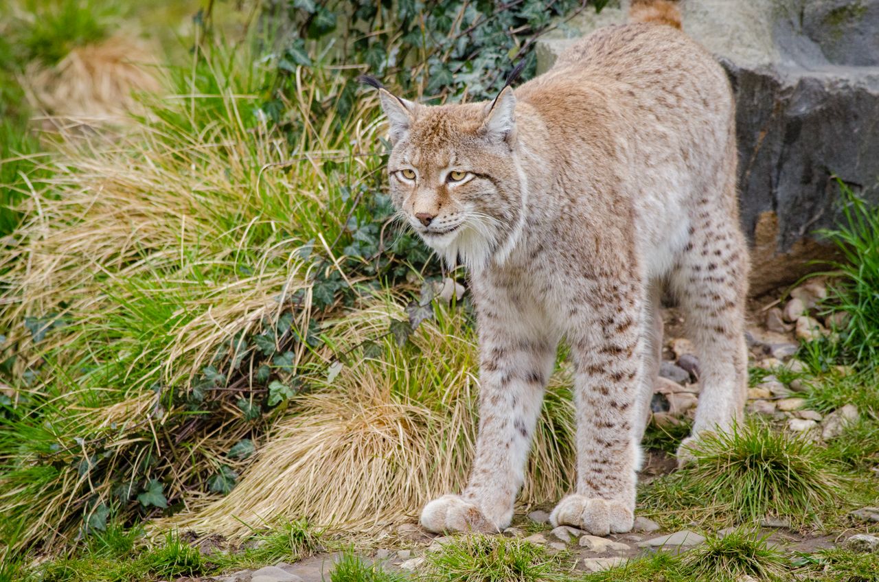 close up of a eurasian lynx prowling in a natural rocky habitat