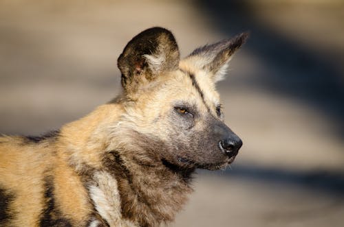 Kostenloses Stock Foto zu haustier, hund, hündisch