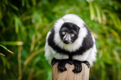 Free Close-up of a ruffed lemur perched on a wooden post with lush greenery. Stock Photo