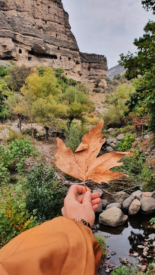 akçaağaç yaprağı, dikey atış, el içeren Ücretsiz stok fotoğraf