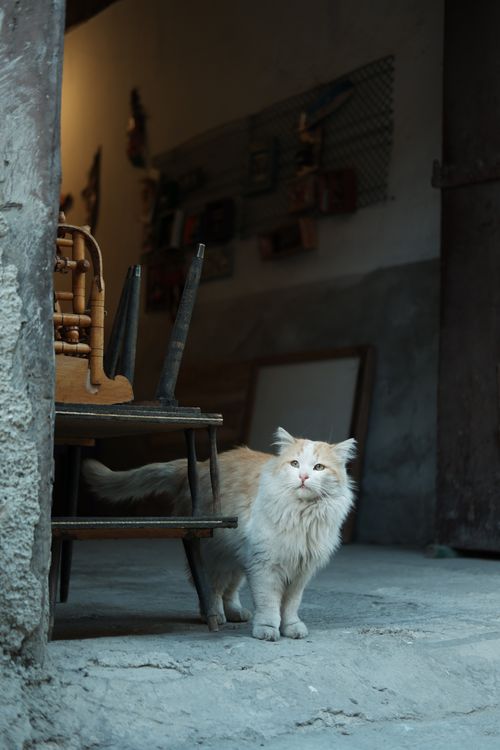 Free A ginger cat curiously explores a rustic indoor setting in Ankara, Türkiye. Stock Photo
