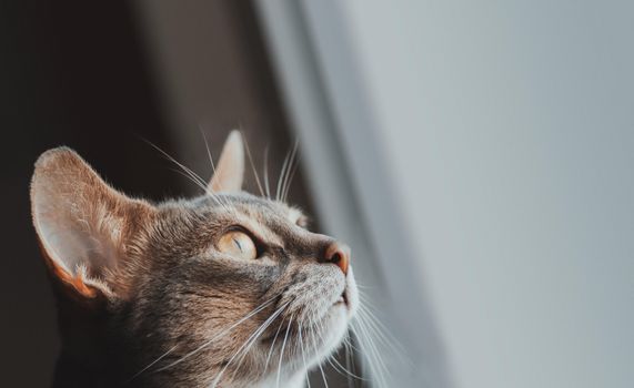 A close-up shot of a cat attentively gazing upwards with whiskers highlighted.