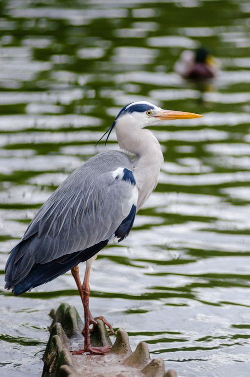 Free Majestic heron standing at the lake's edge, showcasing its elegant plumage. Stock Photo