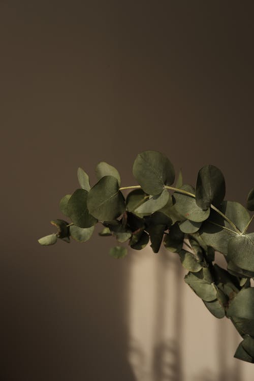 Gratis stockfoto met bladeren, detailopname, eucalyptus