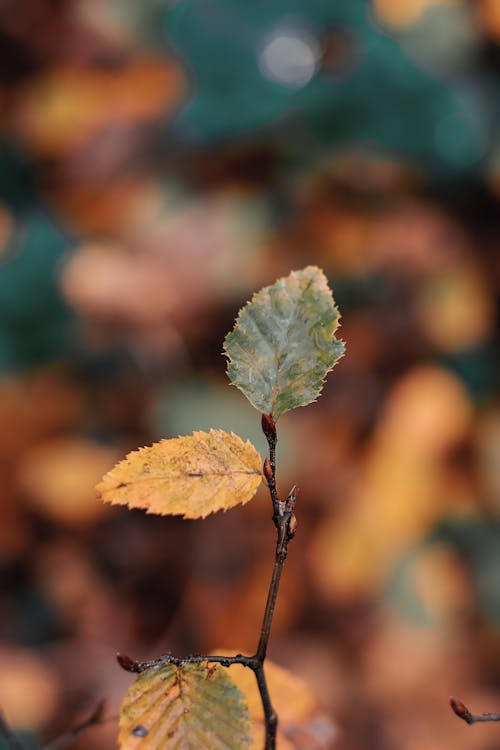 Close-up of a Twig with Yellowish Leaves in Autumn 