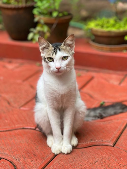 Free A domestic cat sits elegantly on a red brick patio surrounded by plants. Stock Photo
