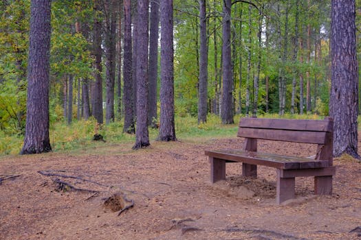 A serene forest setting in Rovaniemi, Finland, featuring a wooden bench amidst tall trees.