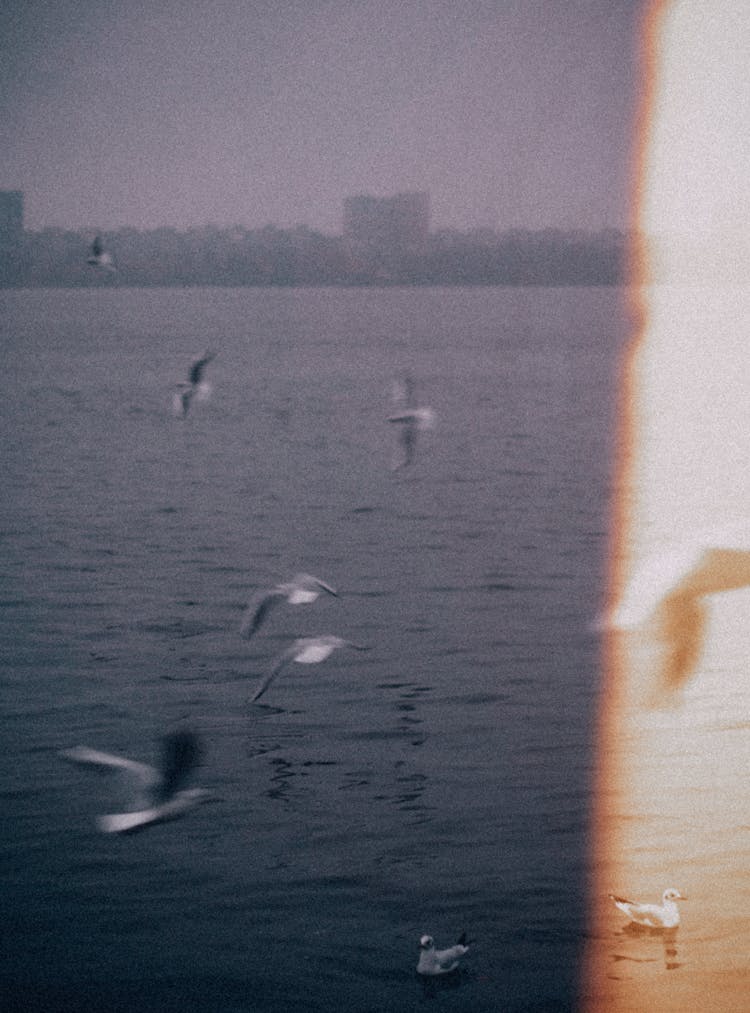 Birds Flying Over Water