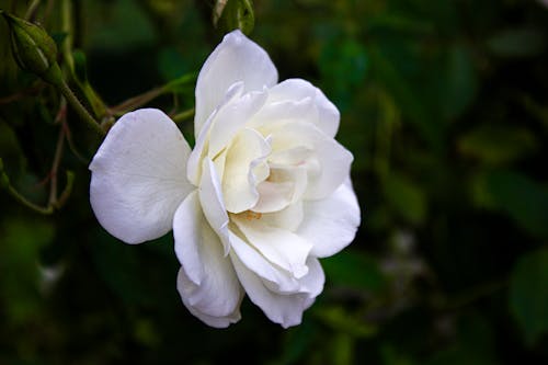하얀 장미
