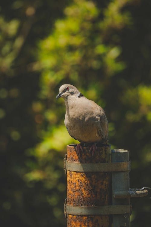 Pigeon Perched on a Rusty Pole
