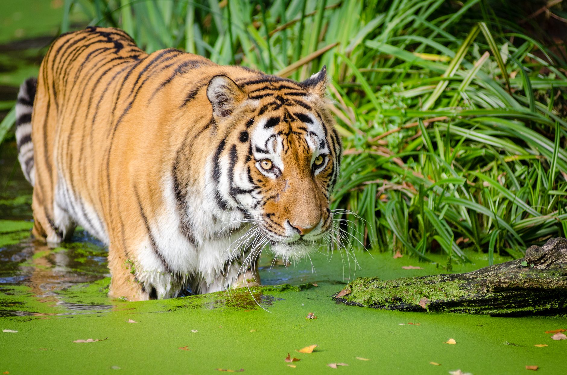 Explore Endangered Ecosystems: A Quick Quiz