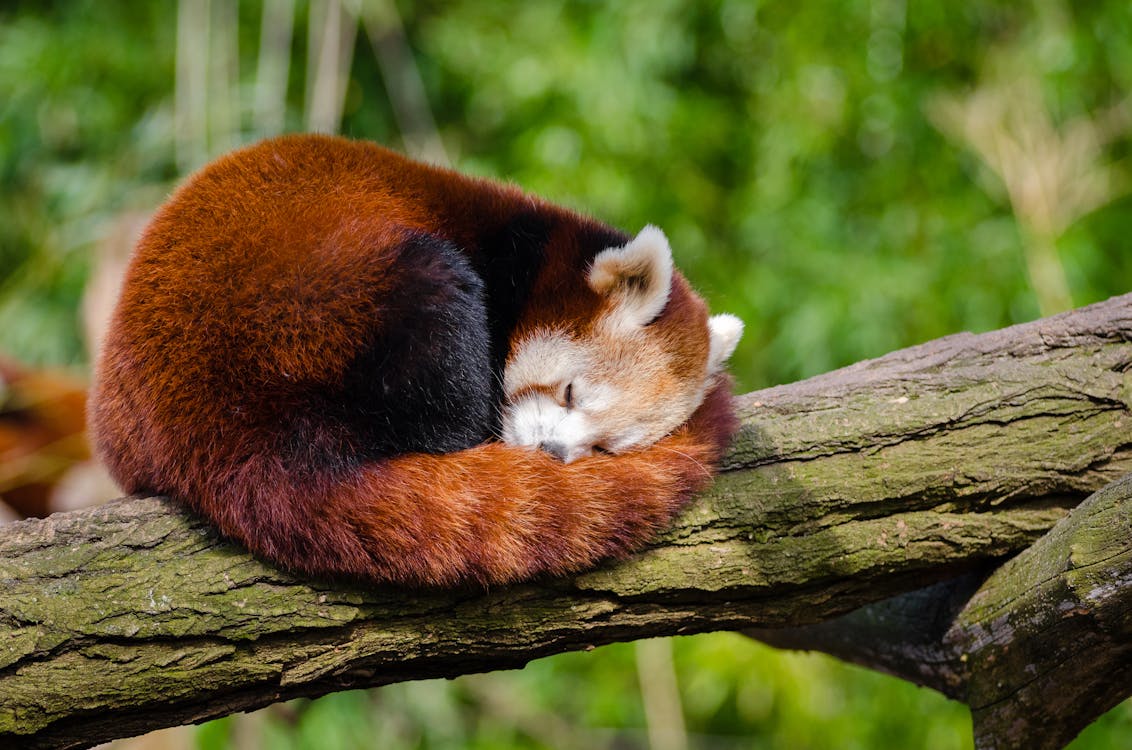 Ücretsiz açık hava, hayvan, kızıl panda içeren Ücretsiz stok fotoğraf Stok Fotoğraflar